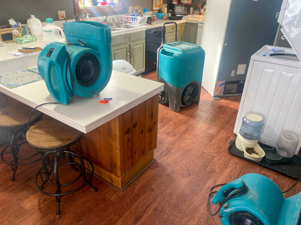Best Mold removal after water damage  in Cobden, IL