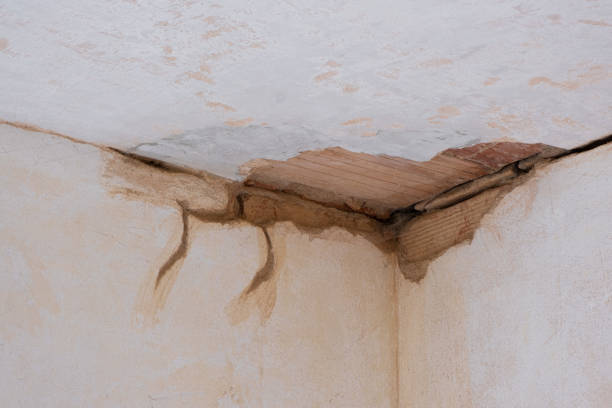 Best Water damage cleanup near me  in Cobden, IL