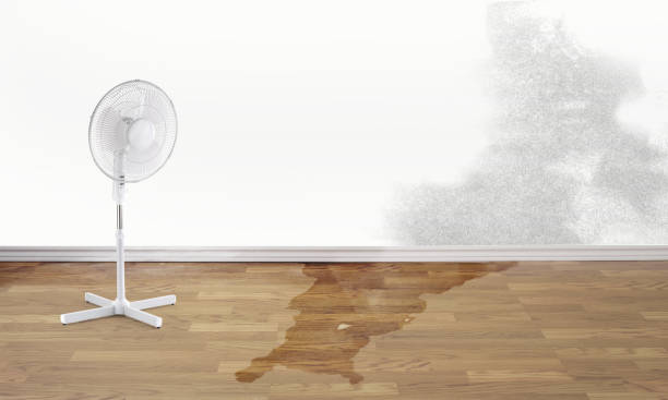 Best Carpet water damage restoration  in Cobden, IL