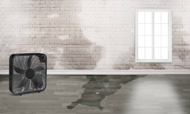 Best Flood damage cleanup  in Cobden, IL
